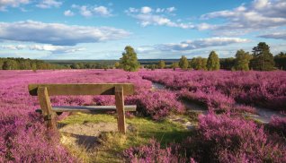 Lüneburger Heide © BVpix-stock.adobe.com