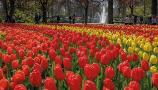 Auf dem Keukenhof © Keukenhof