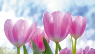 Tulpen &copy; pixabay.com/Skitterphoto