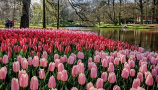 Keukenhof © Keukenhof Holland