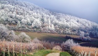 Weinberge im Winter Bad Dürkheim © Stadt Bad Dürkheim