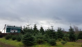 MAN's Weihnachtsbäume