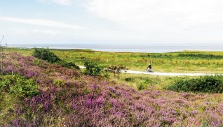 Küstenheide in Cuxhaven an der Nordseeküste © Gabriele Rohde - stock.adobe.com