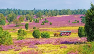 Kutschfahrt durch die blühende Lüneburger Heide  © LianeM - stock.adobe.com