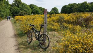 Ginsterblüte Wahner Heide