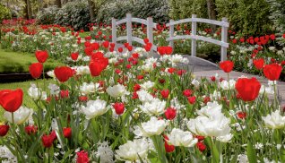 Keukenhof © Keukenhof