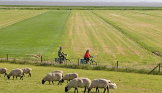 auf dem Nordseeküstenradweg mit Blick aufdie Nordsee © TMN/Thorsten Brönner 