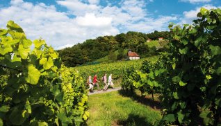 Weinberge am Falkenberg © FrankenTourismus/STE/Hub