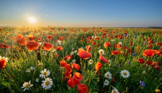 Blumenwiese © Piotr Krzeslak - stock.adobe.com