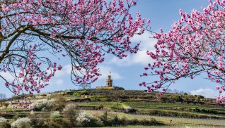 Mandelblüte in der Pfalz &copy; Barbara - stock.adobe.com